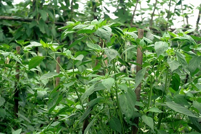 血糖最怕的一種野菜